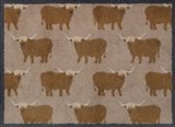 Highland Cows